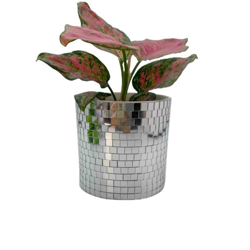 plastic disco flower pot